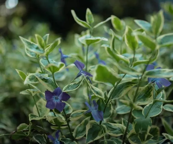 Ohana Space W Juracie 拉塔